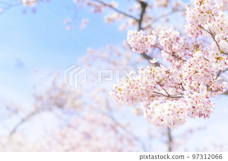 Someiyoshino in full bloom (up + empty back) 97312066