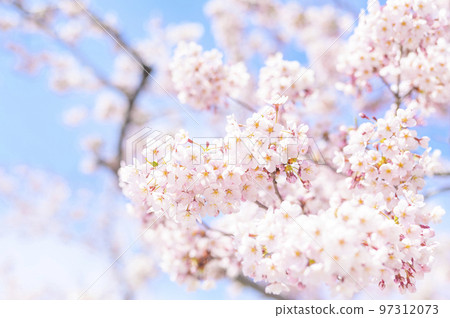 染井吉野盛開（上+空背） 97312073