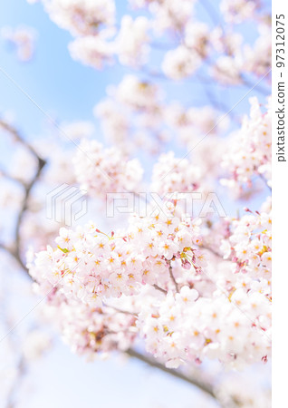 染井吉野盛開（上+空背） 97312075