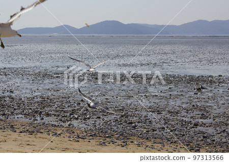 foreshore foreshore 97313566