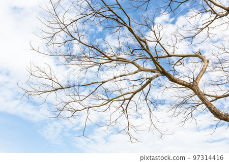 An abstract dry branch with cloud and blue sky. 97314416