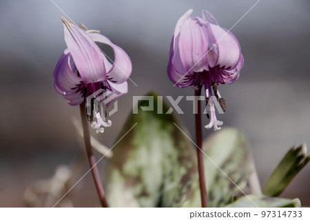 Katakuri blooming in satoyama 97314733