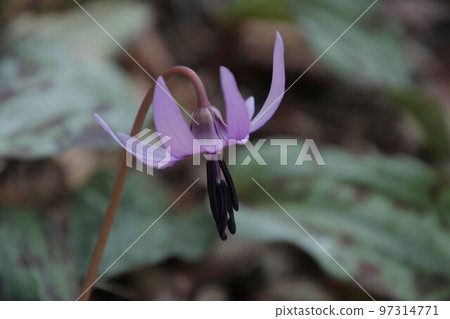 Katakuri blooming in satoyama Katakuri blooming in satoyama 97314771