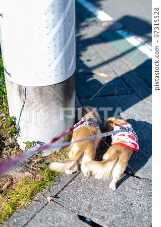 臘腸犬散步 臘腸犬散步 97315528