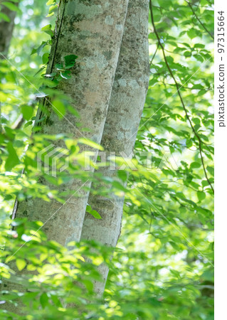 Fresh green of beech trees and early summer cycling image (Oyama) Fresh green of beech trees and early summer cycling image (Oyama) 97315664