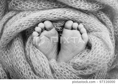 The tiny foot of a newborn. Soft feet of a newborn in a blanket. The tiny foot of a newborn. Soft feet of a newborn in a blanket. 97316000