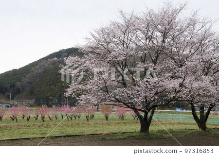 Higashi Chichibu Village Togenkyo with Remnants of Snow 97316853