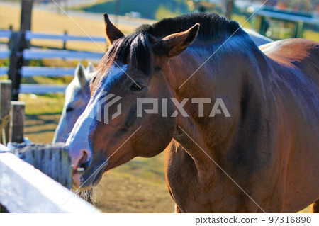 Horse  97316890