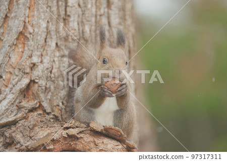 winter-haired squirrel hokkaido winter-haired squirrel hokkaido 97317311