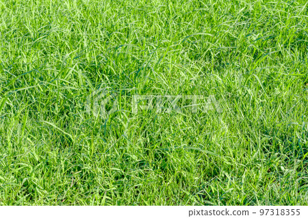 [圖像素材]河床草坪（隅田川汐入公園） 97318355