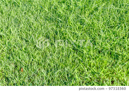 [Image material] Riverbed lawn (Sumidagawa Shioiri Park) 97318360