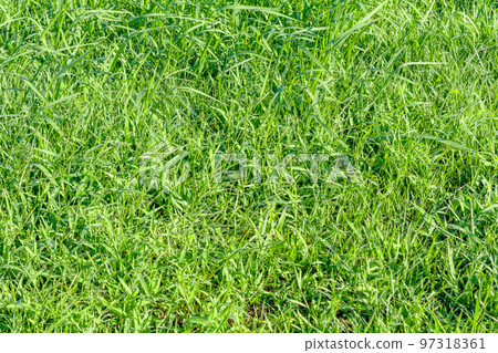 [Image material] Riverbed lawn (Sumidagawa Shioiri Park) 97318361