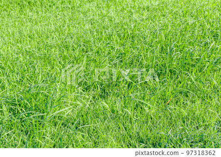 [Image material] Riverbed lawn (Sumidagawa Shioiri Park) 97318362