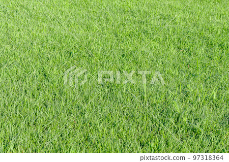 [Image material] Riverbed lawn (Sumidagawa Shioiri Park) 97318364