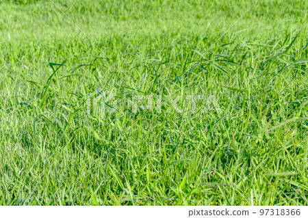 [Image material] Riverbed lawn (Sumidagawa Shioiri Park) 97318366