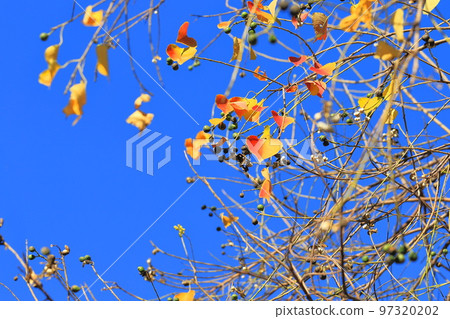 Autumn leaves and fruits of Nankin goby Autumn leaves and fruits of Nankin goby 97320202