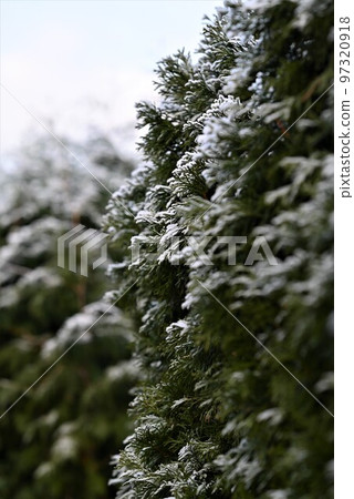 Thuja hedge with hoarfrost as a close up 97320918