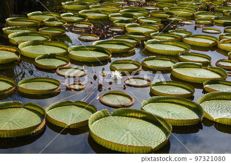The giant Amazon bus that spreads its large circular leaves radially is beautiful. The giant Amazon bus that spreads its large circular leaves radially is beautiful. 97321080