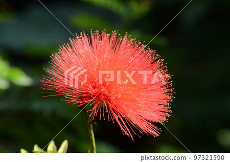 有美麗花朵的 Calliandra,有許多紅色的半球形雄蕊,如化妝品泡芙 有美麗花朵的 Calliandra,有許多紅色的半球形雄蕊,如化妝品泡芙 97321590