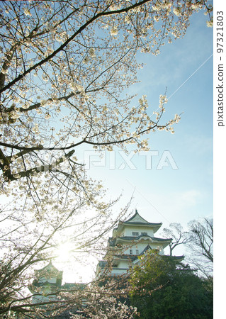 Iga Ueno Castle in spring with cherry blossoms 97321803