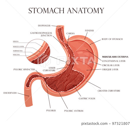 Human stomach with all layers and folds 97321807