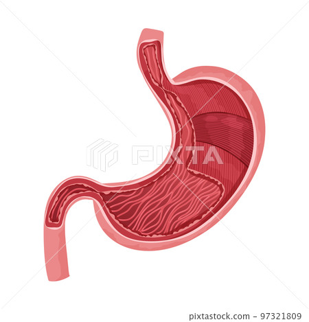 Human stomach inside with detailed muscle layer 97321809