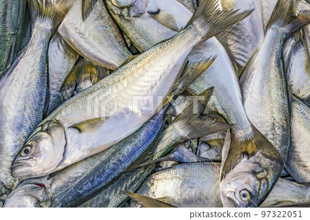 close up fishes for sale in fish market close up fishes for sale in fish market 97322051