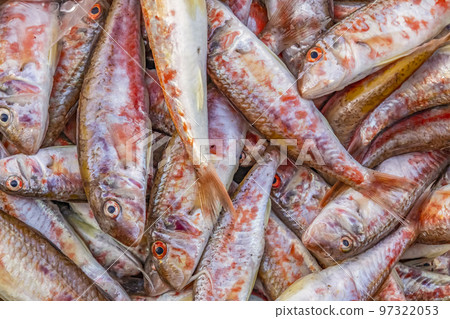 close up fishes for sale in fish market close up fishes for sale in fish market 97322053