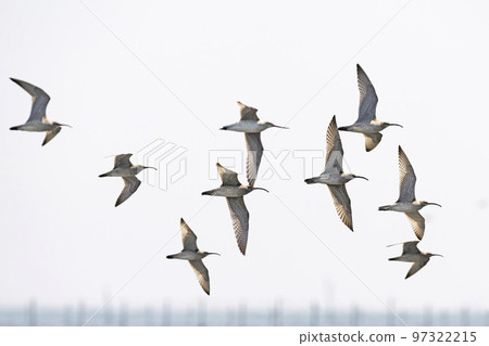 成群的鷸 成群的鷸 97322215