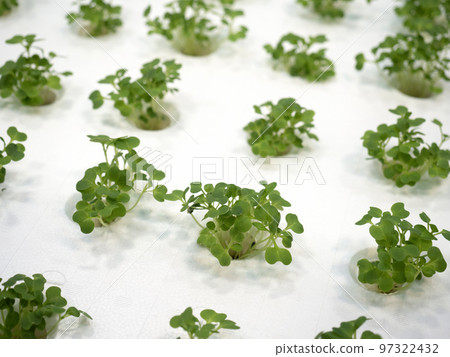 Hydroponics of Tasai Hydroponics of Tasai 97322432