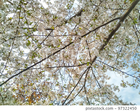 櫻花盛開 97322450