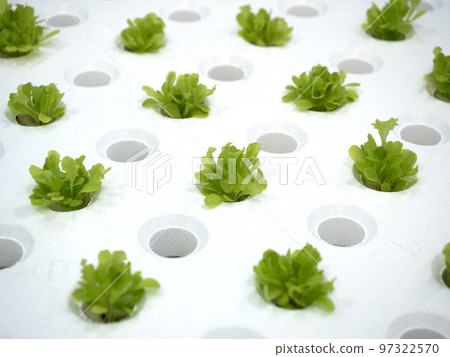Hydroponic culture of lettuce 97322570