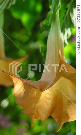 在逆光下閃耀的花朵熱帶植物（三月）Brugmansia 01V9.16 97322671