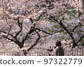 A woman looking at the cherry blossoms in full bloom 97322779