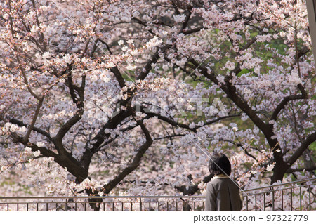 一個女人看著盛開的櫻花 97322779