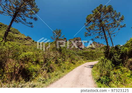 Dirty road with Araucaria trees in Urubici area, Brazil 97323125