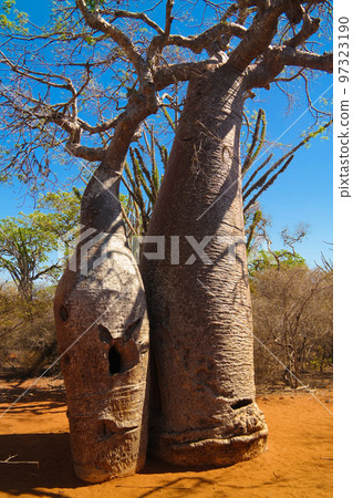 Landscape with Adansonia rubrostipa aka fony baobab tree in Reniala reserve , Toliara, Madagascar Landscape with Adansonia rubrostipa aka fony baobab tree in Reniala reserve , Toliara, Madagascar 97323190