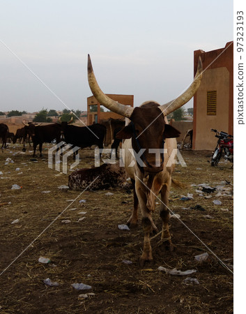 Portrait of ankole-watusi bighorned bull at Zinder cattle market, Niger 97323193