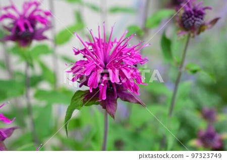 計時器椿（中國花） 97323749