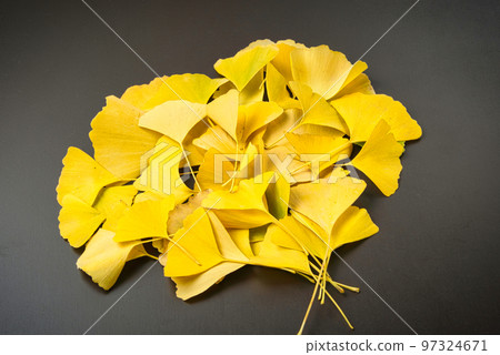 Ginkgo biloba leaves dyed in gold and ginkgo biloba nuts 97324671