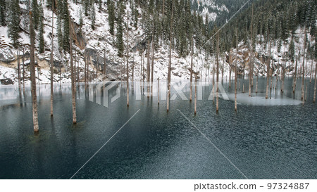 Coniferous tree trunks come out of a mountain lake Coniferous tree trunks come out of a mountain lake 97324887