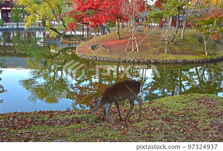Autumn leaves in Nara Todaiji Temple and deer at dusk 97324937