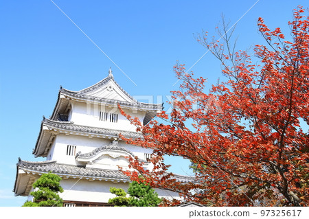 [Kagawa Prefecture] Marugame Castle in autumn with bright red leaves (existing castle tower and stone walls) 97325617