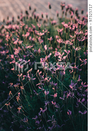 在夕陽下染成的法國薰衣草紫色花朵 97325717