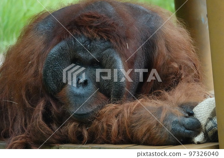 Where are you looking at? 97326040