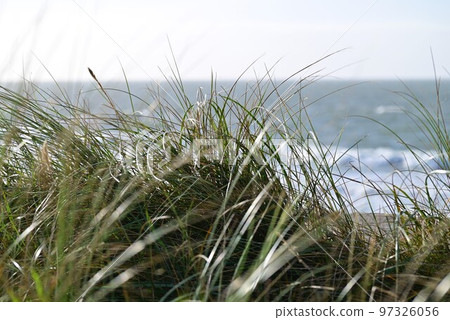 Beach grasses as a closeup against the ocean 97326056