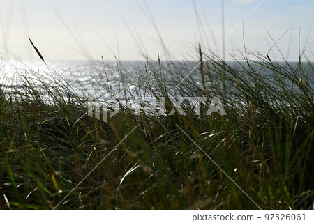 Beach grasses as a closeup against the ocean 97326061
