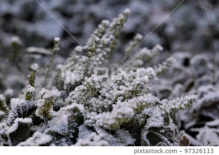 Green plant with hoarfrost as a close up 97326113