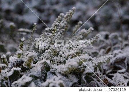Green plant with hoarfrost as a close up 97326119