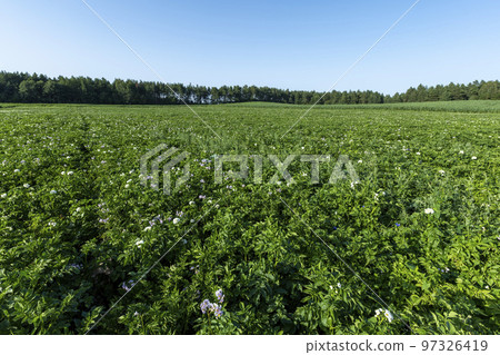 Potato field with green bushes of flowering potatoes Potato field with green bushes of flowering potatoes 97326419
